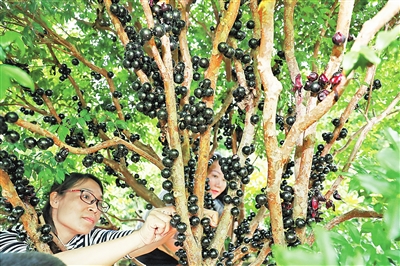 广州嘉宝果种植基地图片