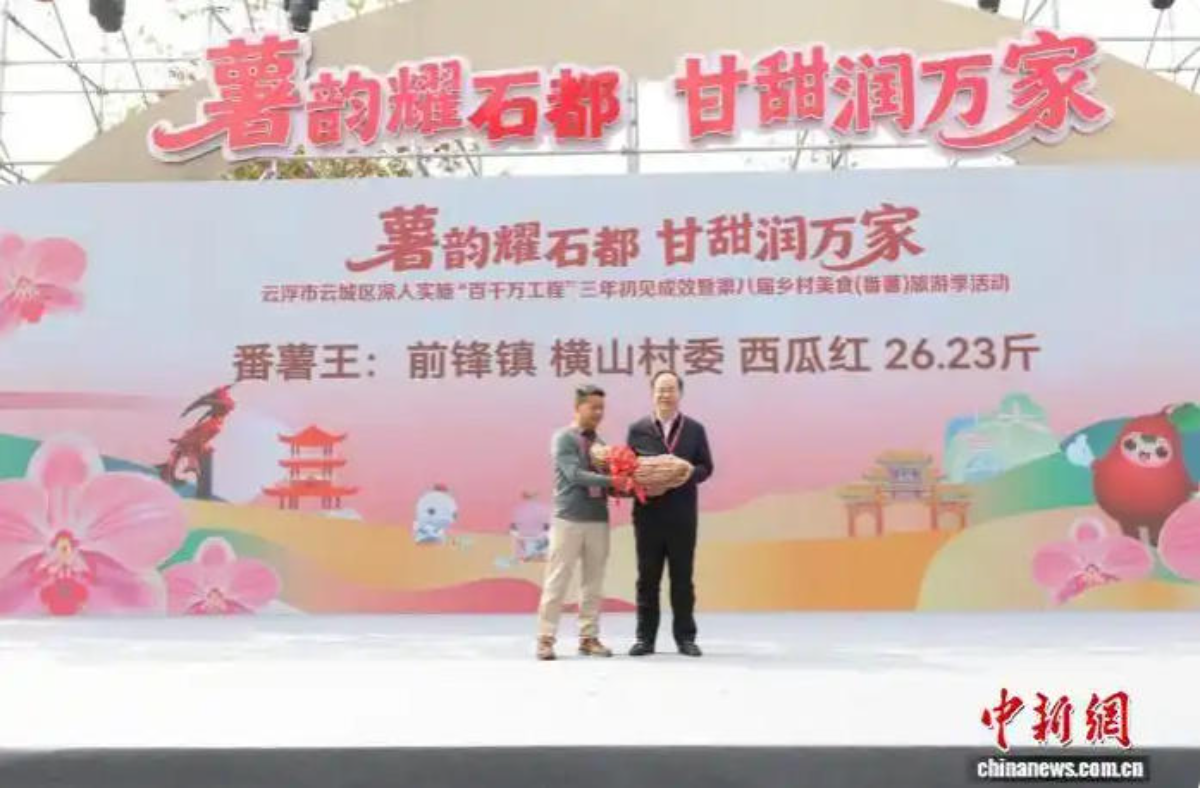 广东云浮评出2025“番薯王”重达26.23斤