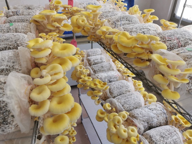 科技兴农食用菌成就乡村特色产业(云浮市农村科技特派员工作信息稿第17期).doc_3