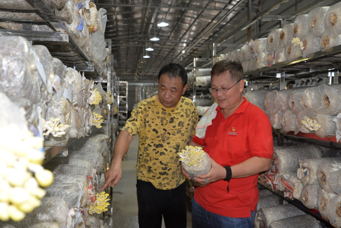 科技兴农食用菌成就乡村特色产业(云浮市农村科技特派员工作信息稿第17期).doc_5