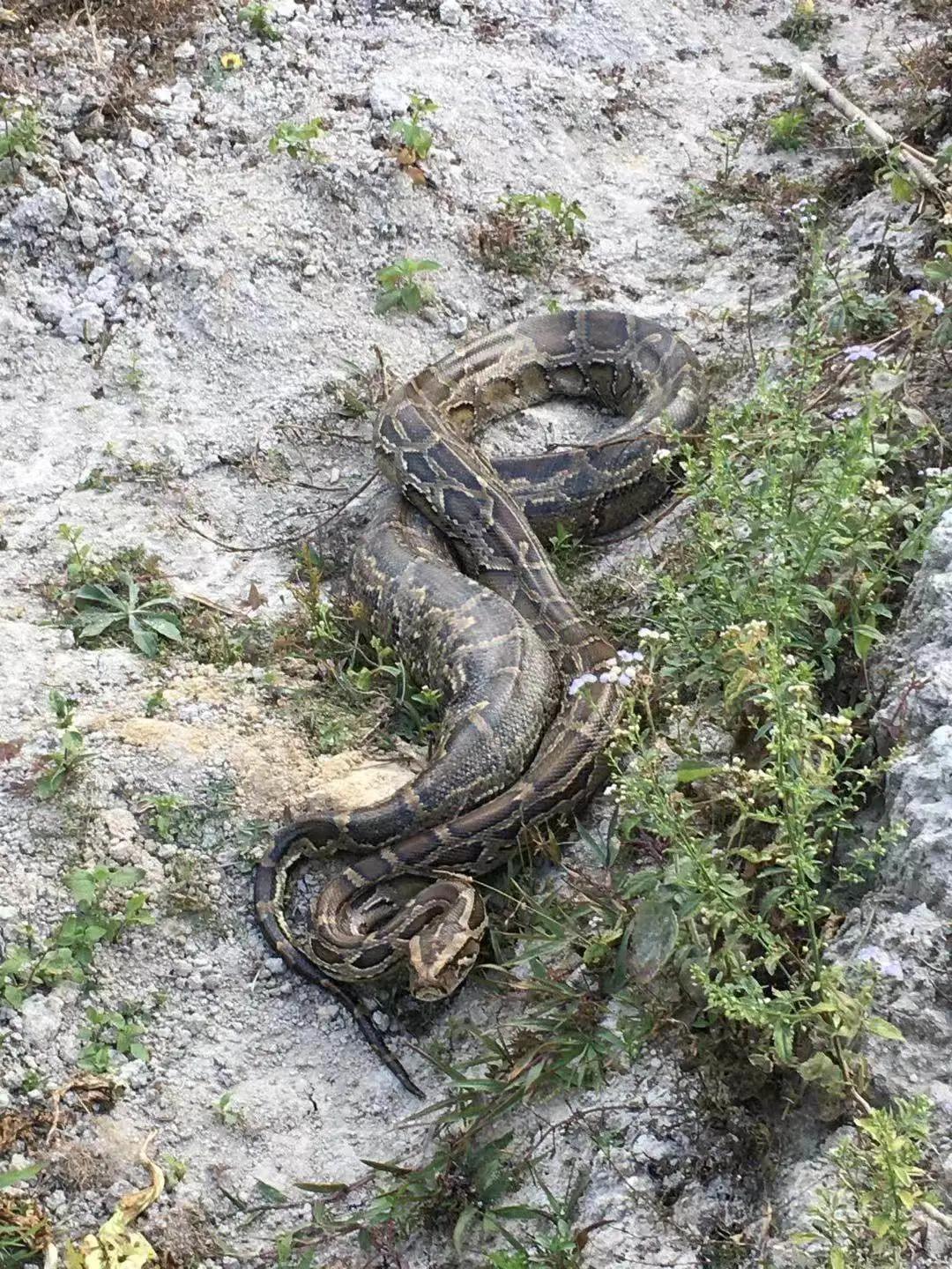 罗霄山原始森林蟒蛇图片