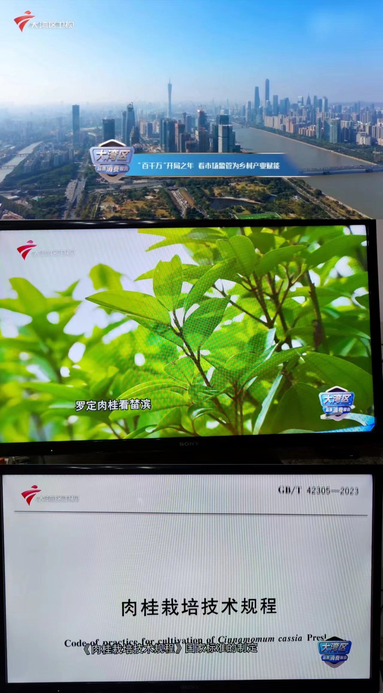 广东广播电视台大湾区卫视报道罗定市国家级肉桂丰产栽培技术标准化示范区.jpg
